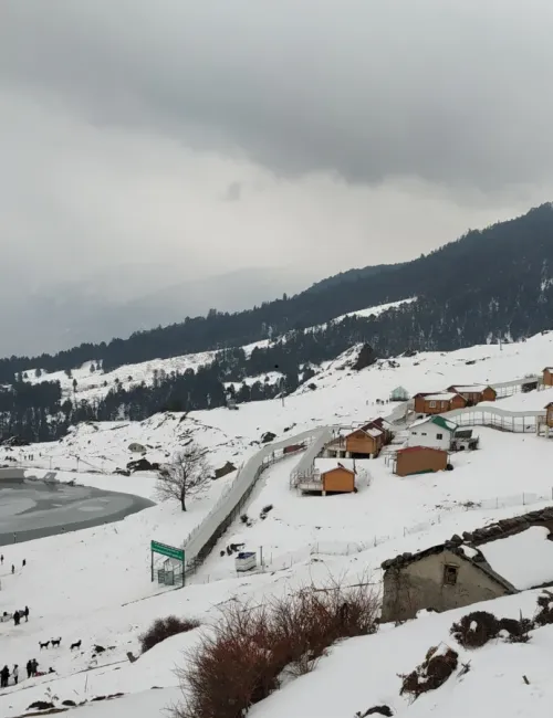 Auli