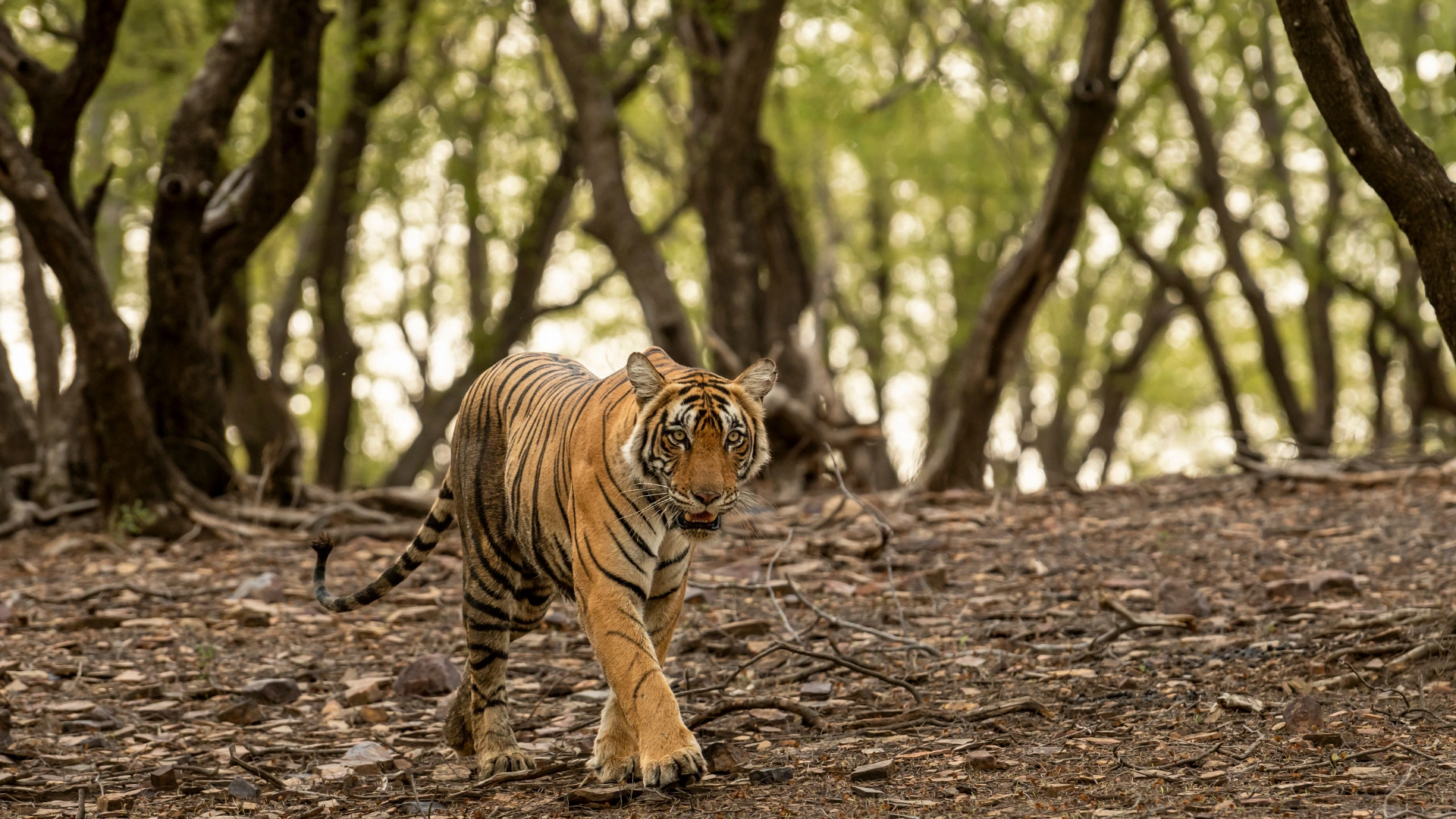 Ranthambore